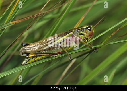 Grand sauterelle de marais (Mecosithus grossus, Stethophyma grossum), femelle assise sur une lame d'herbe, vue latérale, Allemagne Banque D'Images