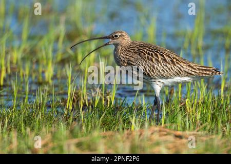 curlew occidental (Numenius arquata), appelant dans un marais, vue latérale, Allemagne, Basse-Saxe, Goldenstedt Banque D'Images