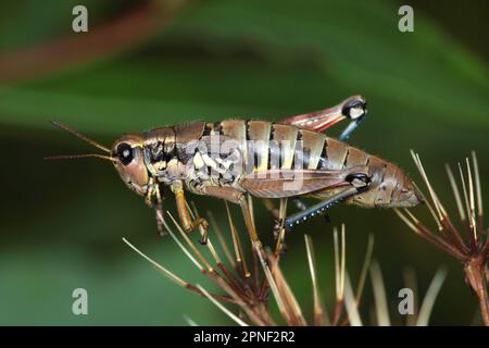 Sauterelle de montagne brune (Podisma pedestris), vue latérale, Allemagne Banque D'Images