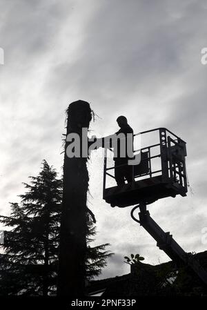 Abatteuses-arbres sur une plate-forme de travail contre la lumière, Allemagne, Rhénanie-du-Nord-Westphalie Banque D'Images