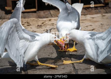 Goélands (Larinae), trois seagulls qui se disputent au-dessus d'un mulet rouge, Food envyd, Italie, Venise Banque D'Images