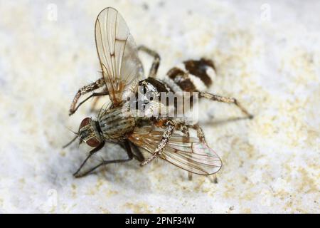 zebra Jumper (Salticus scenicus), avec une mouche comme proie, Allemagne Banque D'Images