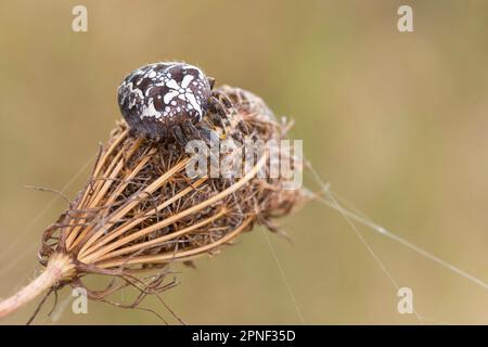 Croise orbweaver, araignée de jardin européenne, araignée croisée (Araneus diadematus), sur une infroctescence de carotte sauvage, Allemagne Banque D'Images