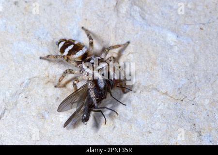 zebra Jumper (Salticus scenicus), avec une mouche comme proie, Allemagne Banque D'Images