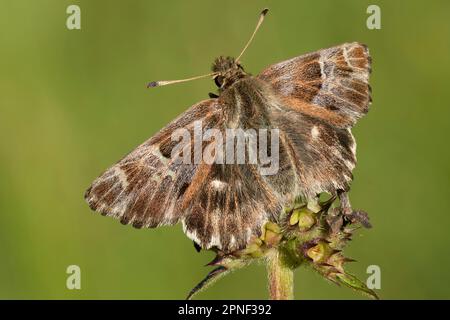 Le skipper touffeté (Muschampia floccifera, Carcharodus flocciferus, Carcharodus alchymillae, Hesperia gemina), à une inflorescence, Vue dorsale, Autriche, Banque D'Images