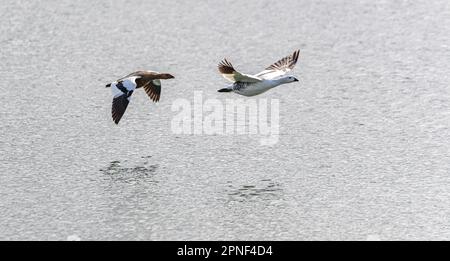 Deux scories à yeux bleus (Phalacrocorax atriceps) en vol au-dessus des eaux des îles Falkland Banque D'Images