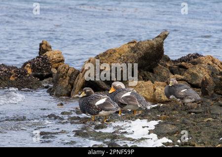 Falkland Steamer Ducks (Tachyeres brachypterus) dans les îles Falkland Banque D'Images