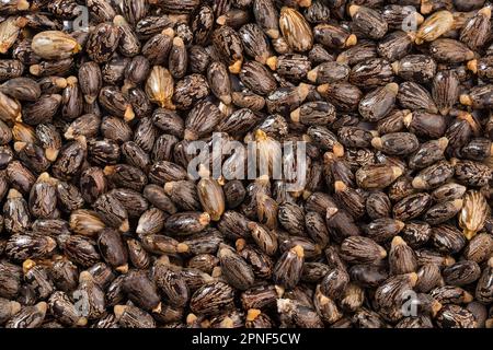 Graines de ricin et fruits biologiques - Ricinus communis Banque D'Images