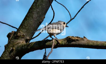 Titreuse touffetée dans l'arbre Banque D'Images