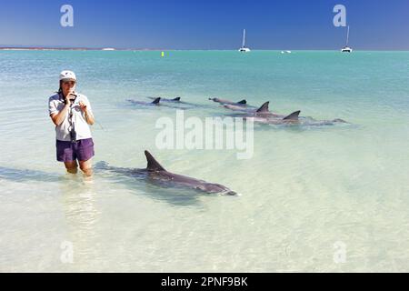 Le biologiste marin interagit avec les dauphins sauvages qui se trouvent près de la rive de Monkey Mia à Shark Bay, en Australie. Banque D'Images