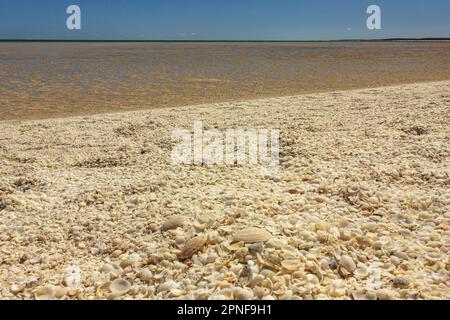 Une pile de coquillages provenant principalement de cockle a créé la plage nommée Shell Beach à Shark Bay en Australie occidentale. Banque D'Images