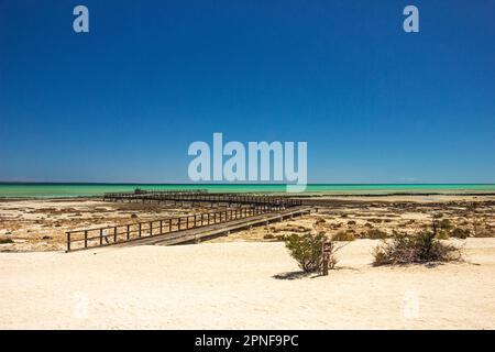 Vue sur Hamelin Pool Beach avec promenade au-dessus de la formation de stromatolite au bord de l'eau dans la région de Shark Bay en Australie occidentale, Australie. Banque D'Images