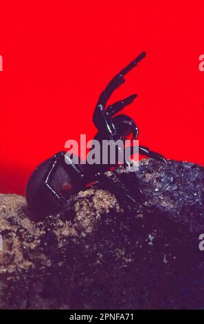 Atrax robustus, l'araignée en toile d'entonnoir de Sydney. réputé pour être l'araignée la plus venimeuse du monde Banque D'Images