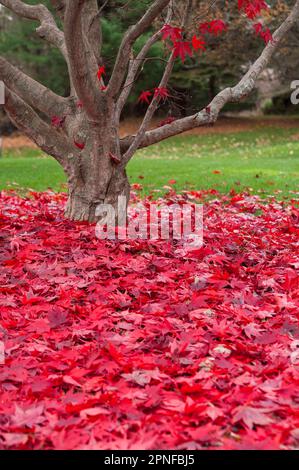 L'érable japonais rouge laisse sur l'herbe verte dans un automne de la Nouvelle-Angleterre. Banque D'Images