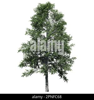 Arbre noir de gomme isolé sur fond blanc, vue de face Banque D'Images