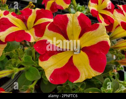 Belles fleurs pétunia rouges et jaunes en pleine floraison Banque D'Images