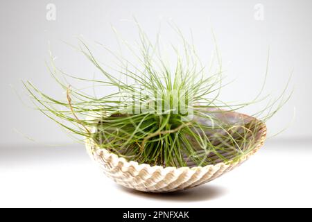 Une usine d'air de tillandsia dans un coquillage sur fond blanc. Banque D'Images