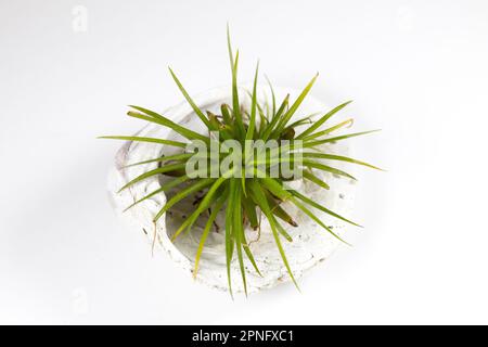 Une usine d'air de tillandsia dans un coquillage sur fond blanc. Banque D'Images