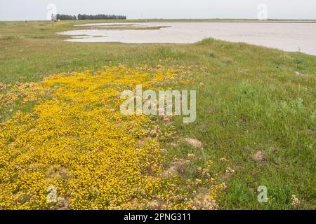 Des fleurs sauvages endémiques fleurissent dans la vallée centrale de la Californie pendant une superfloraison. Terrain d'or jaune coloré, Lasthenia fremontii. Banque D'Images