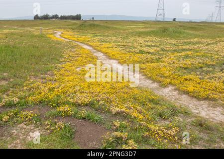 Des fleurs sauvages endémiques fleurissent dans la vallée centrale de la Californie pendant une superfloraison. Terrain d'or jaune coloré, Lasthenia fremontii. Banque D'Images