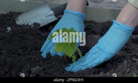 Les mains des femmes en gants de protection plantent des plants de légumes dans le sol dans le jardin de près. Les mains de l'agriculteur arroser soigneusement les semis pour aller Banque D'Images