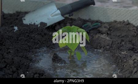 Les mains des femmes en gants de protection plantent des plants de légumes dans le sol dans le jardin de près. Les mains de l'agriculteur arroser soigneusement les semis pour aller Banque D'Images