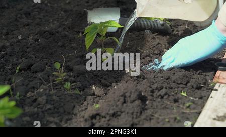 Les mains des femmes en gants de protection plantent des plants de légumes dans le sol dans le jardin de près. Les mains de l'agriculteur arroser soigneusement les semis pour aller Banque D'Images