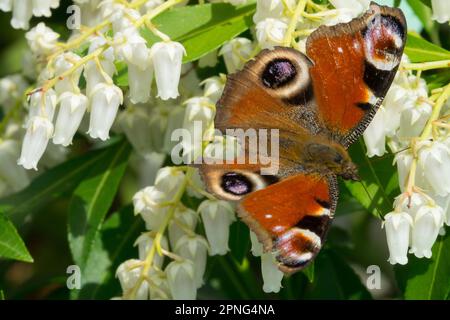 Papillon européen de paon, Aglais io, ailes de papillon, ailes cassées, endommagées, Pieris japonica Banque D'Images