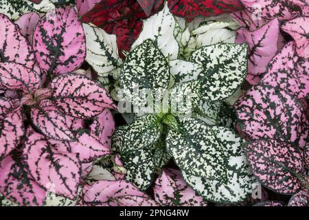 Feuilles colorées de plante d'intérieur Hypoestes phyllostachya Frousseur face Polka Dot Plant Rose White Hypoestes Polkadot Hypoestes sanguinolenta feuillage Banque D'Images