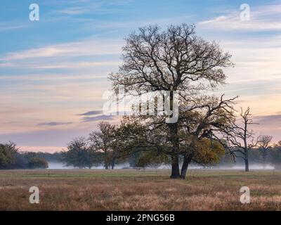 Chênes solitaires dans les prés d'Elbe à l'aube avec brouillard au sol en automne, Dessau-Woerlitzer Gartenreich, Dessau-Rosslau, Saxe-Anhalt, Allemagne Banque D'Images