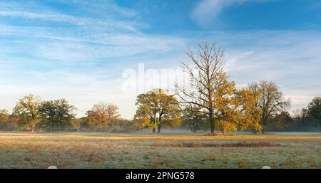 Chênes solitaires dans les prés d'Elbe à l'aube avec brouillard au sol en automne, Dessau-Woerlitzer Gartenreich, Dessau-Rosslau, Saxe-Anhalt, Allemagne Banque D'Images