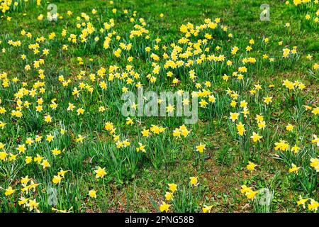 Prairie de Daffodil, jonquilles jaunes (Narcisse), route des jonquilles, Perlenbach- und Fuhrtsbachtal NSG, Parc naturel Hohes Venn-Eifel, Hoefen, Monschau Banque D'Images