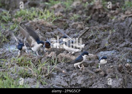 Maison commune martins (Delichon urbicum) et l'hirondelle de grange (Hirundo rustica) ramasser le matériel de nidification, Coto de Donana, Espagne Banque D'Images