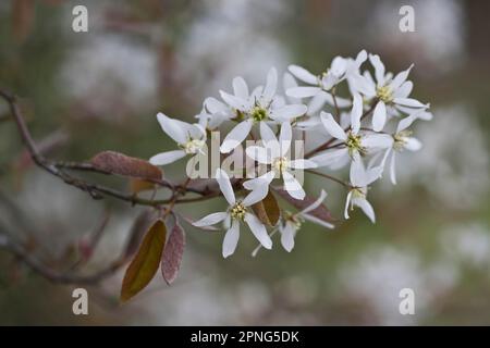 Poire rocheuse (Amelanchier canadensis), Emsland, Basse-Saxe, Allemagne Banque D'Images