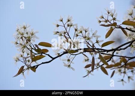 Poire rocheuse (Amelanchier canadensis), Emsland, Basse-Saxe, Allemagne Banque D'Images