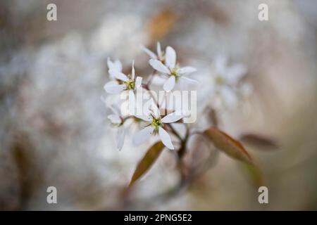 Poire rocheuse (Amelanchier canadensis), Emsland, Basse-Saxe, Allemagne Banque D'Images