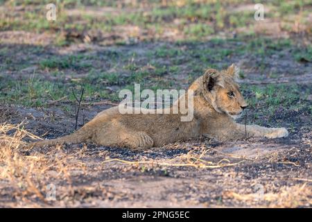 Lion (Panthera leo), jeune, juvénile, Savuti, Parc national de Chobe, Botswana Banque D'Images