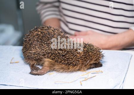 Hérisson européen (erinaceus europaeus), bien-être animal pratique, examen à l'admission au sanctuaire de hérisson, Wuppertal, Rhénanie-du-Nord-Westphalie Banque D'Images