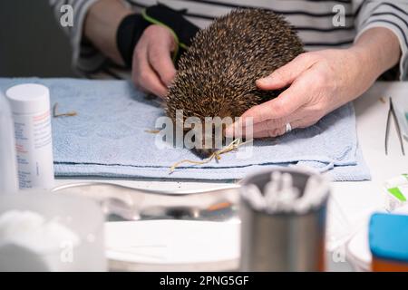 Hérisson européen (erinaceus europaeus), bien-être animal pratique, examen à l'admission au sanctuaire de hérisson, Wuppertal, Rhénanie-du-Nord-Westphalie Banque D'Images