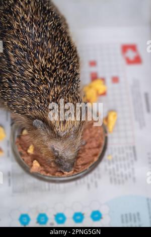 Hérisson européen (erinaceus europaeus), bien-être animal pratique, alimentation dans le sanctuaire de hérisson, Wuppertal, Rhénanie-du-Nord-Westphalie, Allemagne Banque D'Images