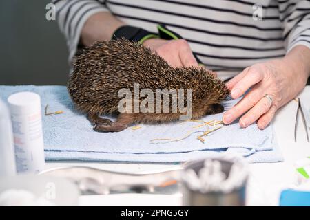 Hérisson européen (erinaceus europaeus), bien-être animal pratique, examen à l'admission au sanctuaire de hérisson, Wuppertal, Rhénanie-du-Nord-Westphalie Banque D'Images