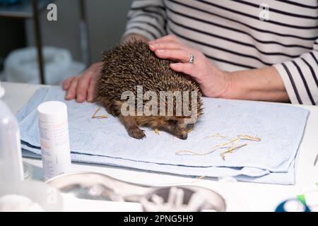 Hérisson européen (erinaceus europaeus), bien-être animal pratique, examen à l'admission au sanctuaire de hérisson, Wuppertal, Rhénanie-du-Nord-Westphalie Banque D'Images