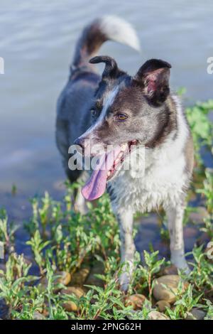 Gros plan sur le visage d'un chien de collie avec la langue dehors avec une rivière avec des feuilles vertes en arrière-plan Banque D'Images