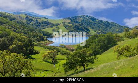 Réservoir de Calero avec forêt de chênes verts et de prairies. Calero County Park, comté de Santa Clara, Californie, États-Unis. Banque D'Images