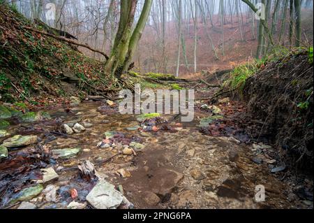 Un petit ruisseau dans la forêt de Zeiselmauer-Wolfpassing, Basse-Autriche, Autriche à partir d'une position basse avec des branches et des troncs d'arbres dans le lit de ruisseau. Banque D'Images