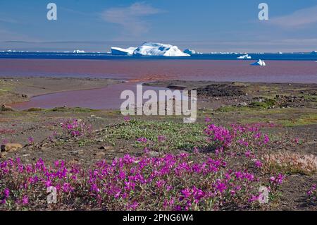 Icebergs dans une large baie, zone de plage d'une baie qui a été tachée par une rivière, île volcanique de Qeqertarsuaq, île de Disko, Groenland, Danemark Banque D'Images