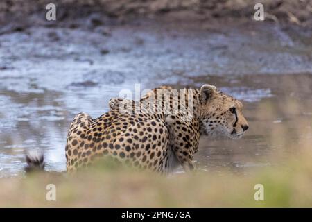 Cheetah (Acinonyx jubatus), au trou d'eau, Masai Mara NP, Kenya Banque D'Images