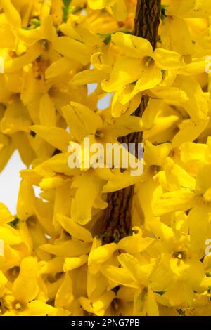 Forsythia 'Courtalyn', Forsythia 'week End' Banque D'Images