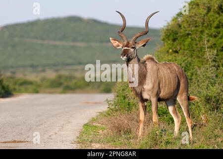 Grand kudu (Tragelaphus strepsiceros), homme adulte debout dans les épaisches au bord de la route, portrait animal, Parc national de l'éléphant d'Addo, CA de l'est Banque D'Images