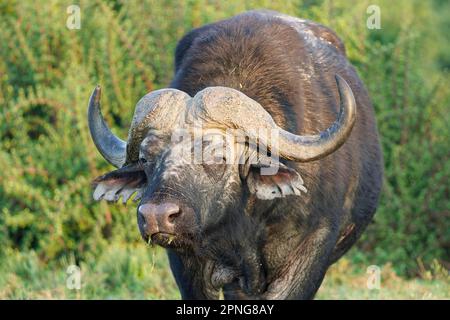 Cape Buffalo (Syncerus caffer caffer), homme adulte se nourrissant de l'herbe sous la lumière du matin, gros plan de la tête et des cornes, portrait d'animal, Addo Elephant Na Banque D'Images